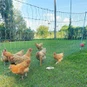 Postes de fibra de vidrio para cercas de aves de corral Pulwell: asegure su rebaño con cercas duraderas y de bajo-mantenimiento
